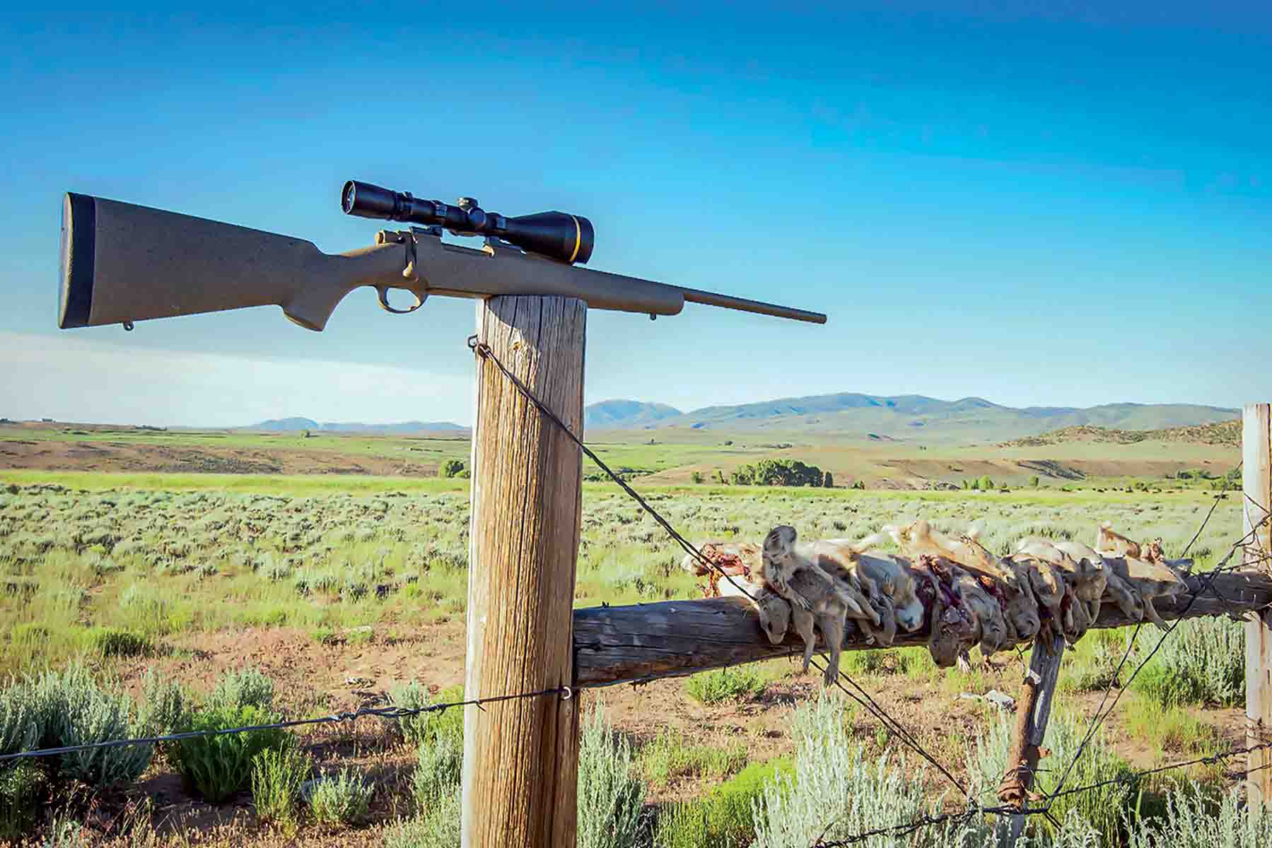 This rifle and cartridge combination has proven itself in the field year-after-year. At the Spur Ranch, it proved itself yet again.